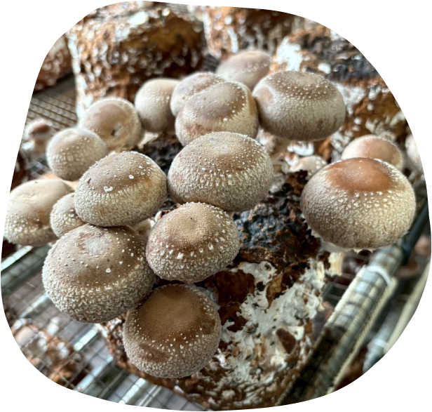 しいたけ栽培イメージ