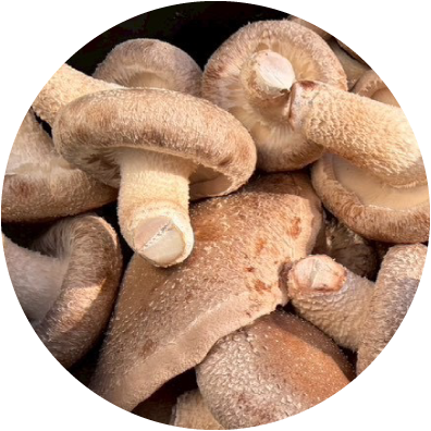 しいたけイメージ